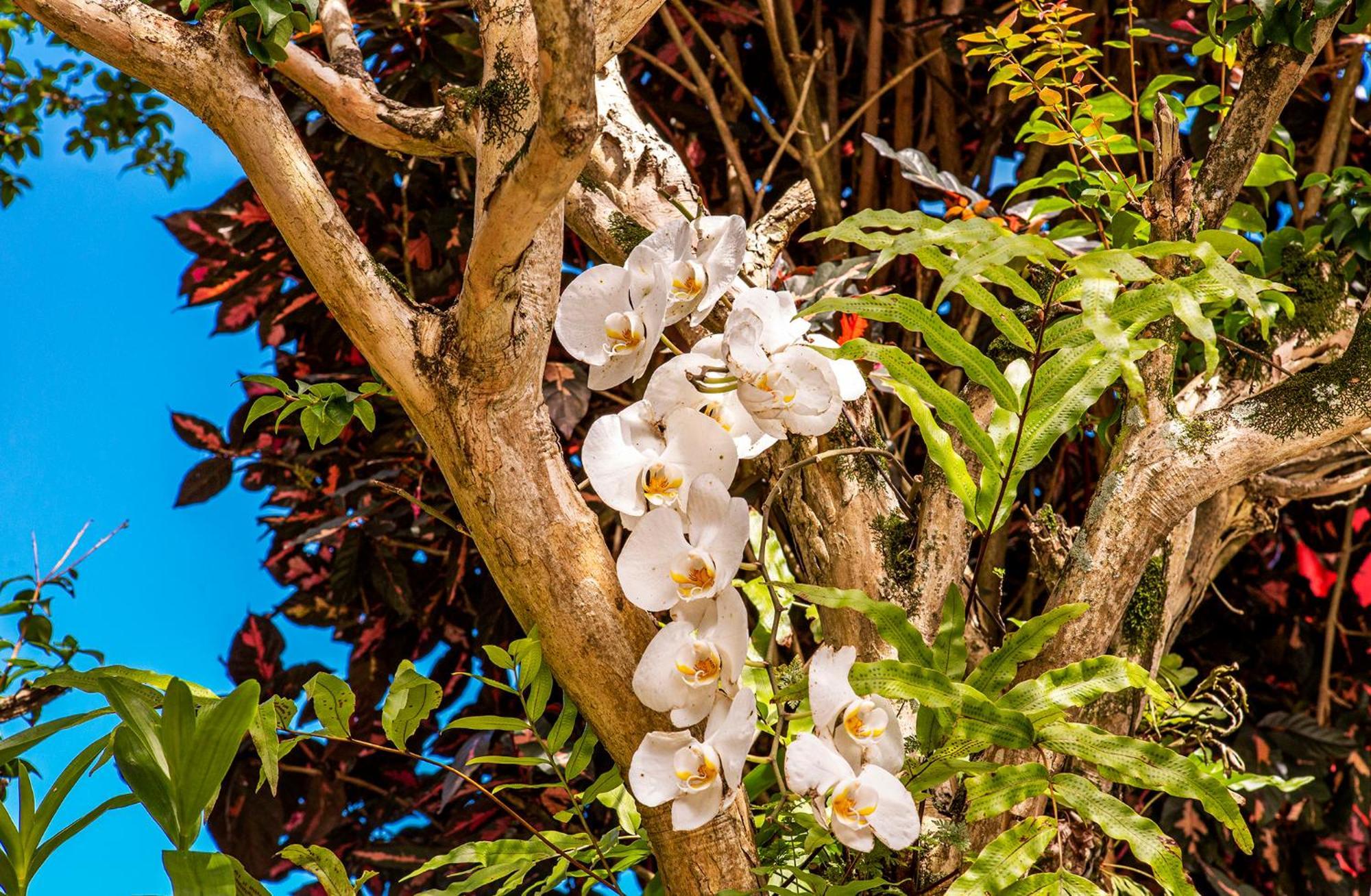 Pousada Recanto Da Villa Ilhabela Eksteriør bilde
